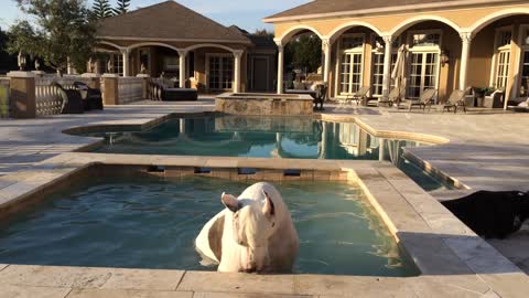 Great Dane enjoys a dip in the hot tub