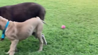 British Mastiff Puppy learning who's boss, Round (2)