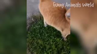 Funniest Cats and Dogs Video you have ever seen