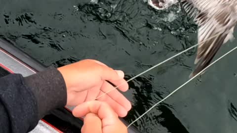 Fisherman Accidently Catches Seagull While Casting