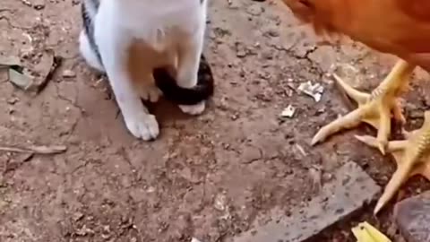 Cat vs Chicken: Prepare for Laughter as a Cat and Chicken Face Off - Witness the Hilarious Showdown!