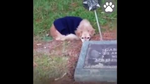 Dogs Crying For Dead Owners 😭 (Really Sad Moments)