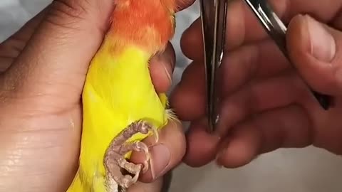 How to Trim Parrot's Beak.