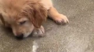 Adorable puppy fascinated by spraying water hose