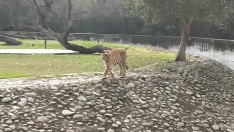 awsome tiger