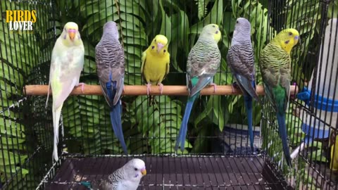 How To Tell If A Budgie Is Stressed