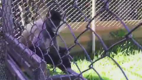 Monkey snatches camera from a person