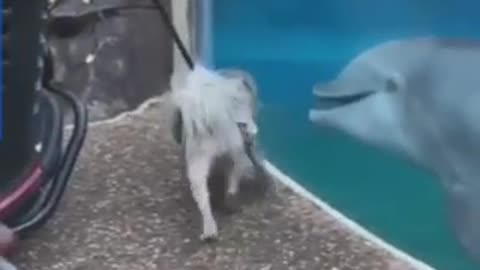 A dog playing with a dolphin