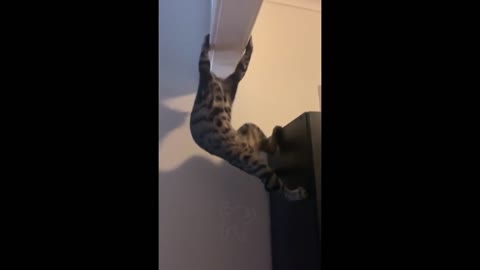 Spidercat takes over RUMBLE.