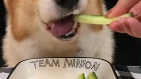 Listen to the dogs eating cucumbers.