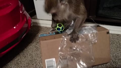 Monkey Goes Ape When Mail Is For Her