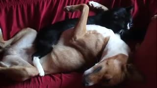 Dog and Cat Best Friends Snuggling