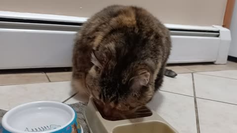 A Cat's Mealtime Magic