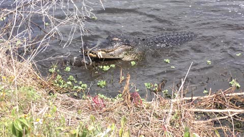 american alligator jumps and catches large brown water snake