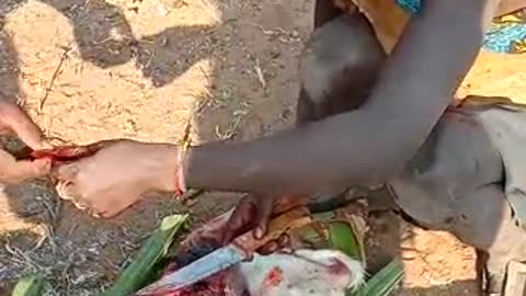 Tanzania Hadzabe hunters eat dikdik fresh meat