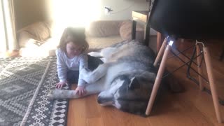 Gentle Alaskan Malamute Gives Hug To Little Girl