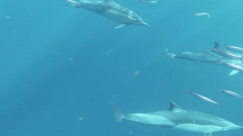 Group of Dolphins Swimming Underwater Sea