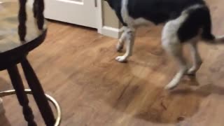 Luna walks backward when called