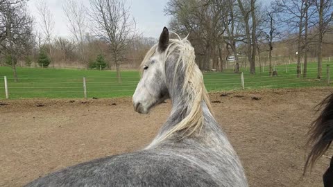 Funny faces on this horse getting a butt rub