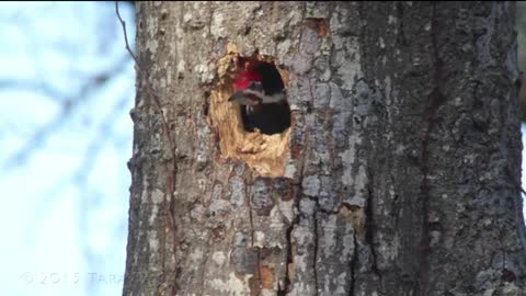 Woodpecker digging hole in tree