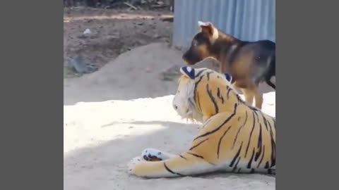 Prank on DOGS with STUFFED TIGERS