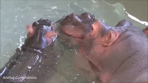 11_Baby-Hippos-Swimming-CUTEST-Compilation