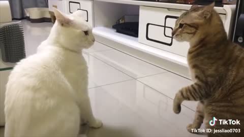 Cats talking !! these cats can speak english better than hooman 2020 - 2021
