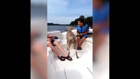 Massive Newfoundland Thinks He's A Tiny Lap Dog