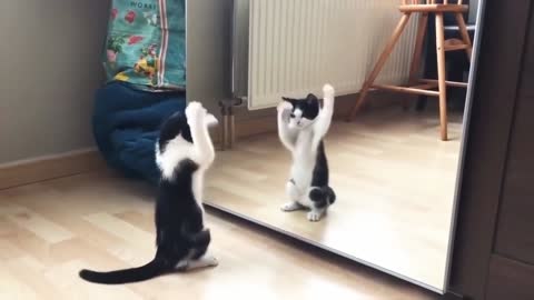 Funny mirror and cat video