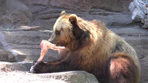 Large brown bear feeds on a beef bone in a zoo.