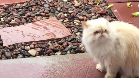The funniest cats on the planet