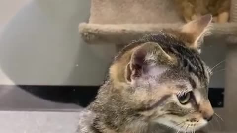 Kitten jumps on each other after seeing a women outside