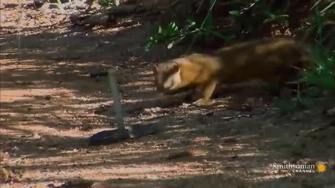 Rắn kịch độc nguy hiểm bậc nhất châu Phi đối đầu cầy Mangut - Kẻ nào sẽ tử nạn