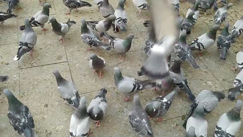 When I was feeding some pigeons
