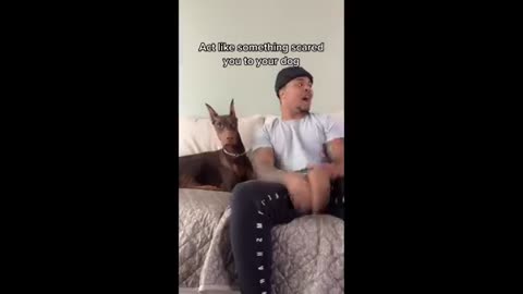 Grumpy Dogs Knox doberman tiktok compilation Dog Video 2020