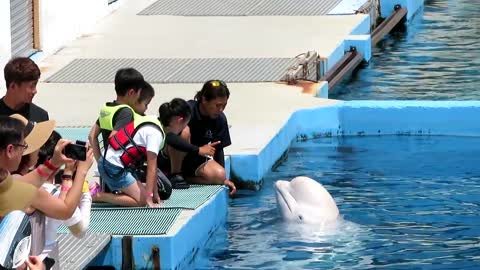 Beluga Whales kisses the Kids _ Beluga Whales and Kids