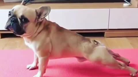 Doggie in aerobics kkkk