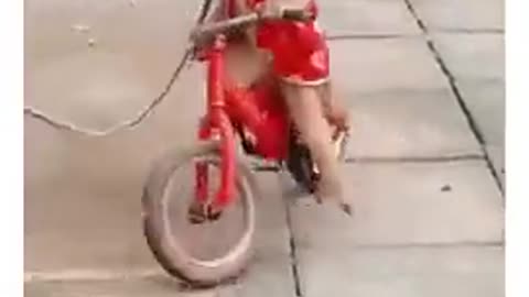 Monkey cycling