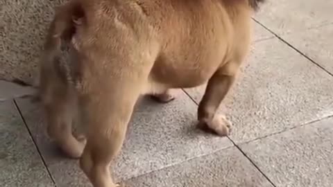 Funny dog video 🐶 looks like a lion haha