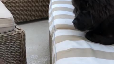 Dogs Fight Over Little Toy