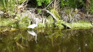 Great Egret in the edge of water