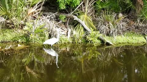 Great Egret in the edge of water