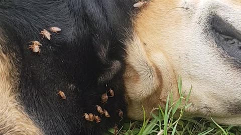 Female dog suffers hundreds of blood sucking flies