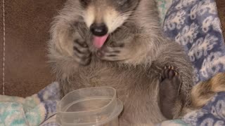 Little Raccoon Enjoys a Bedtime Snack