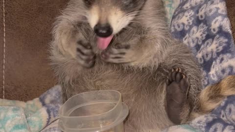 Little Raccoon Enjoys a Bedtime Snack