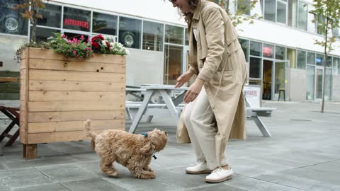 a funny Dog Jumping Towards Her Master