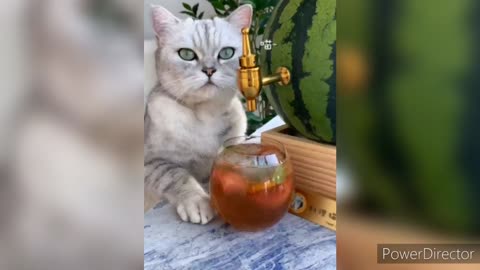 Cat Making Drink | Funny Cat Video