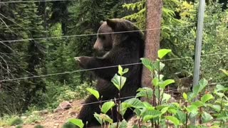 Boo Bear Has Bear-Y Good Scratch