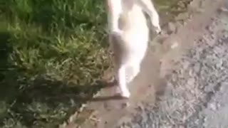 cat walking on two legs
