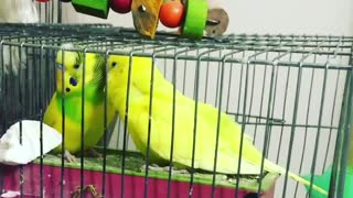 A pair of lovebirds caressing each other before the mating period inside the cage